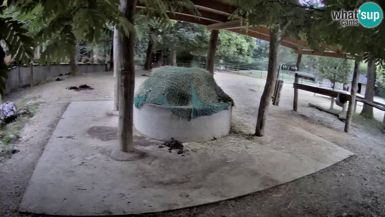 Live webcam Zebras in Ljubljana ZOO – Slovenia