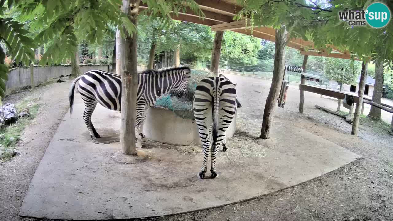 Live webcam Zebras in Ljubljana ZOO – Slovenia