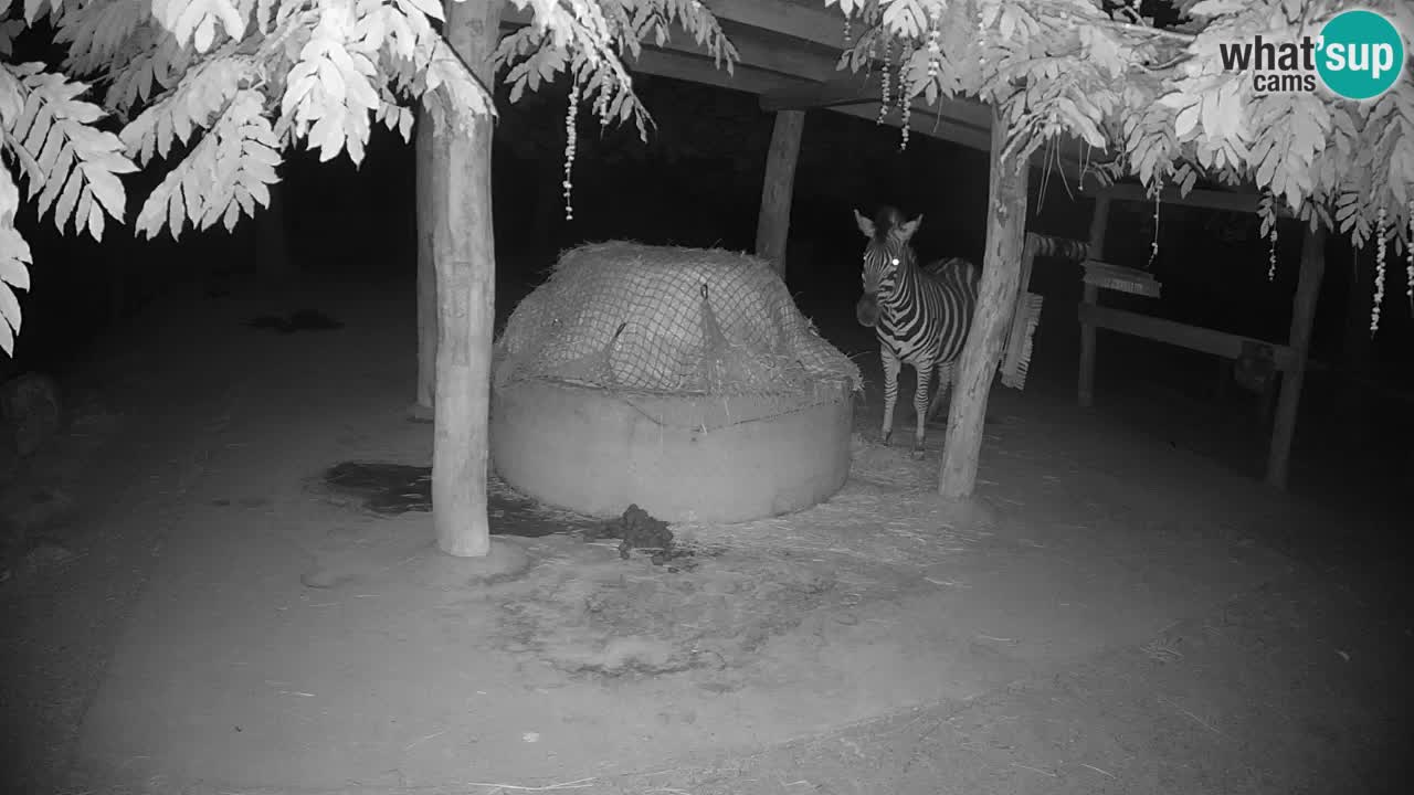 Live webcam Zebras in Ljubljana ZOO – Slovenia