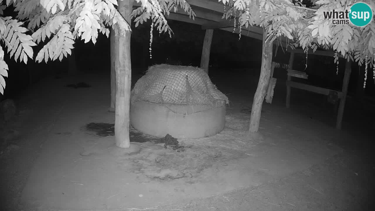 Live webcam Zebras in Ljubljana ZOO – Slovenia