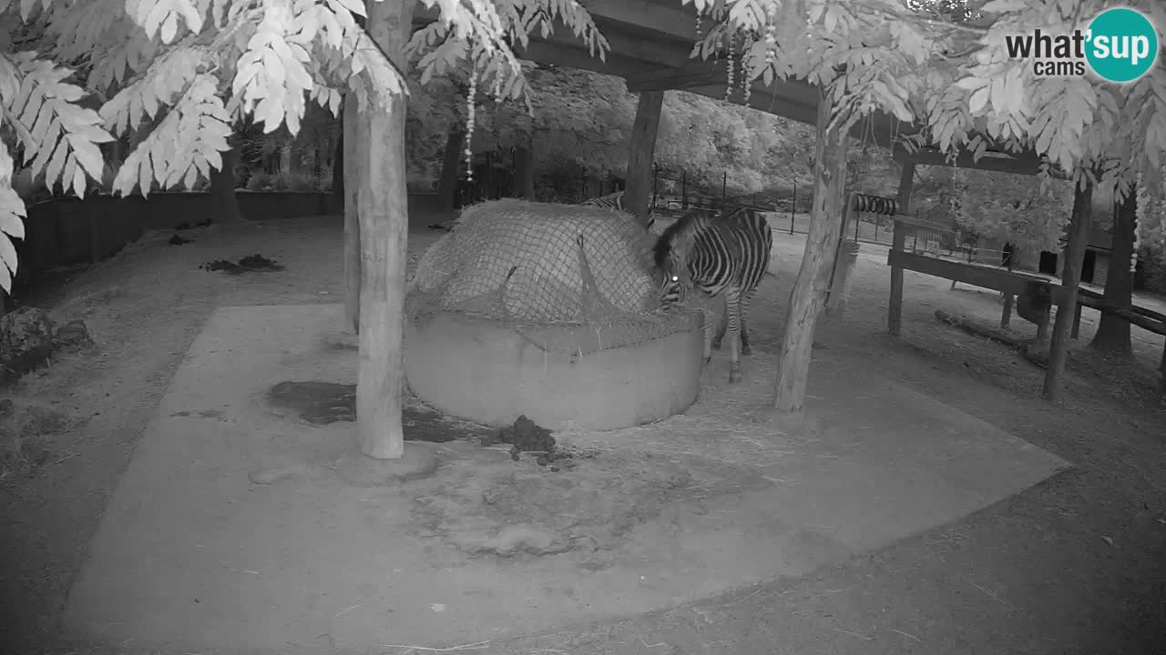Live Webcam Zebras in Ljubljana ZOO – Slowenien
