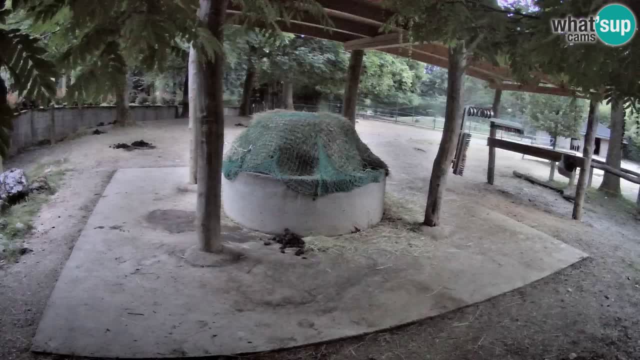 Zebre v živo v živalskem vrtu Ljubljana ZOO spletne kamere