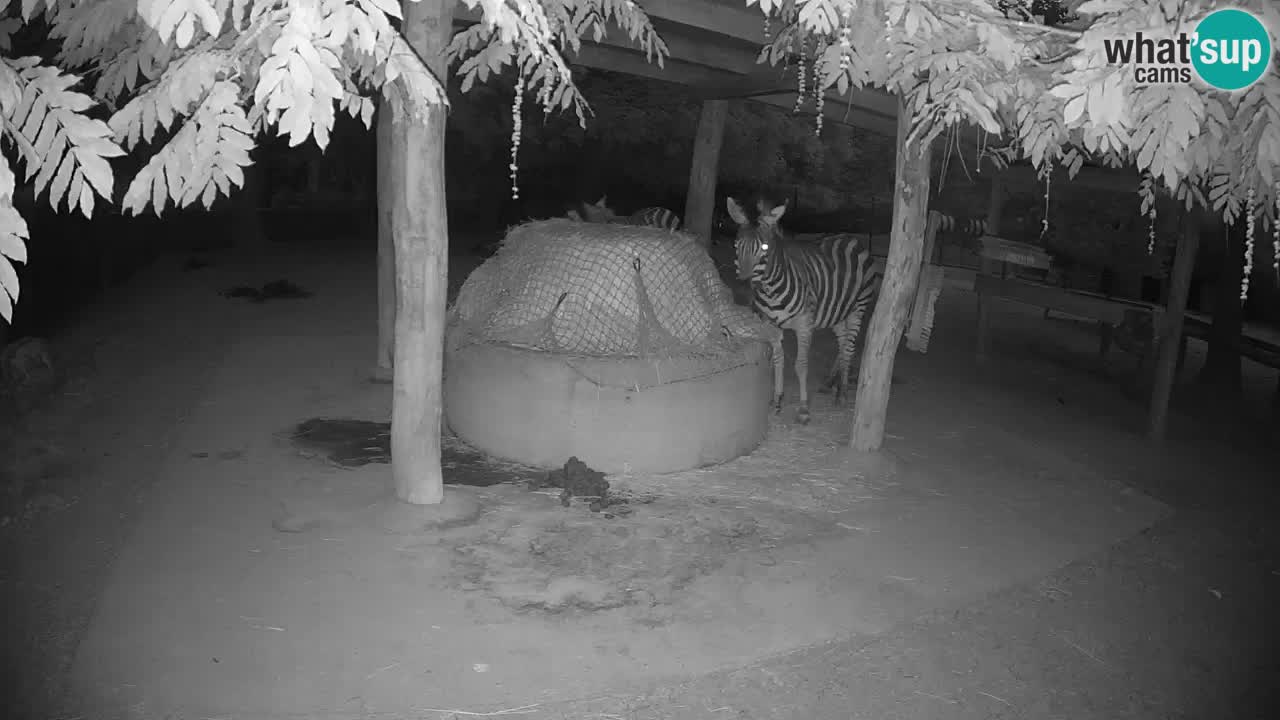 Live webcam Les zèbres in Ljubljana ZOO – Slovénie