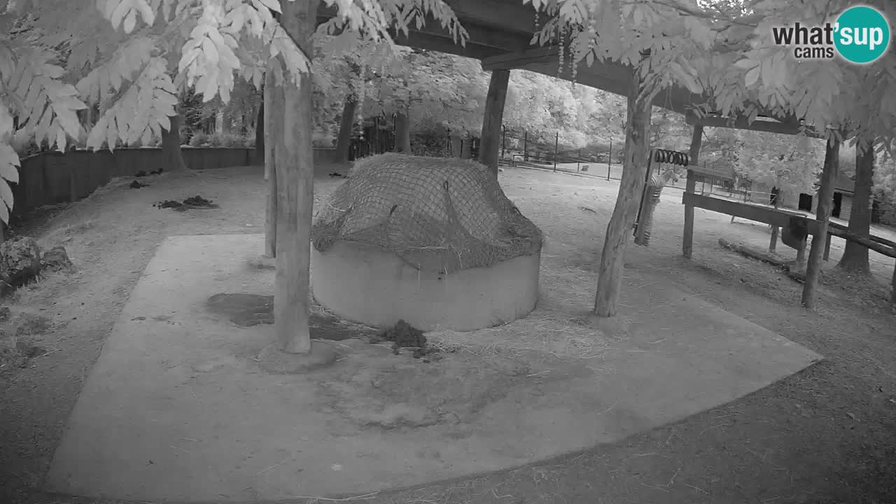 Live Webcam Zebras in Ljubljana ZOO – Slowenien