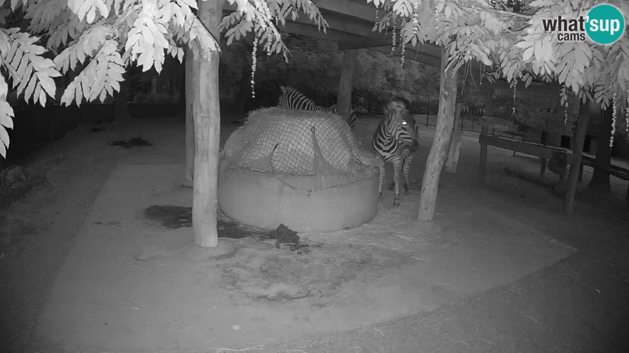 Live webcam Zebras in Ljubljana ZOO – Slovenia