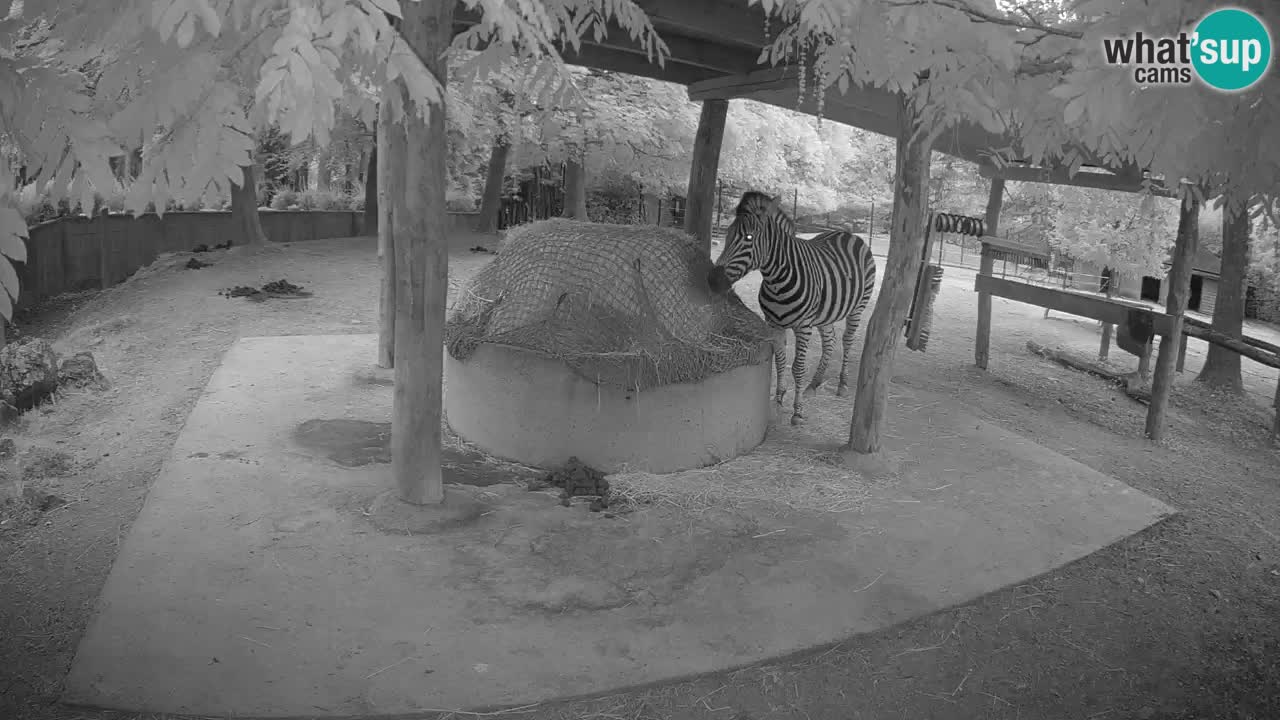 Live Webcam Zebras in Ljubljana ZOO – Slowenien