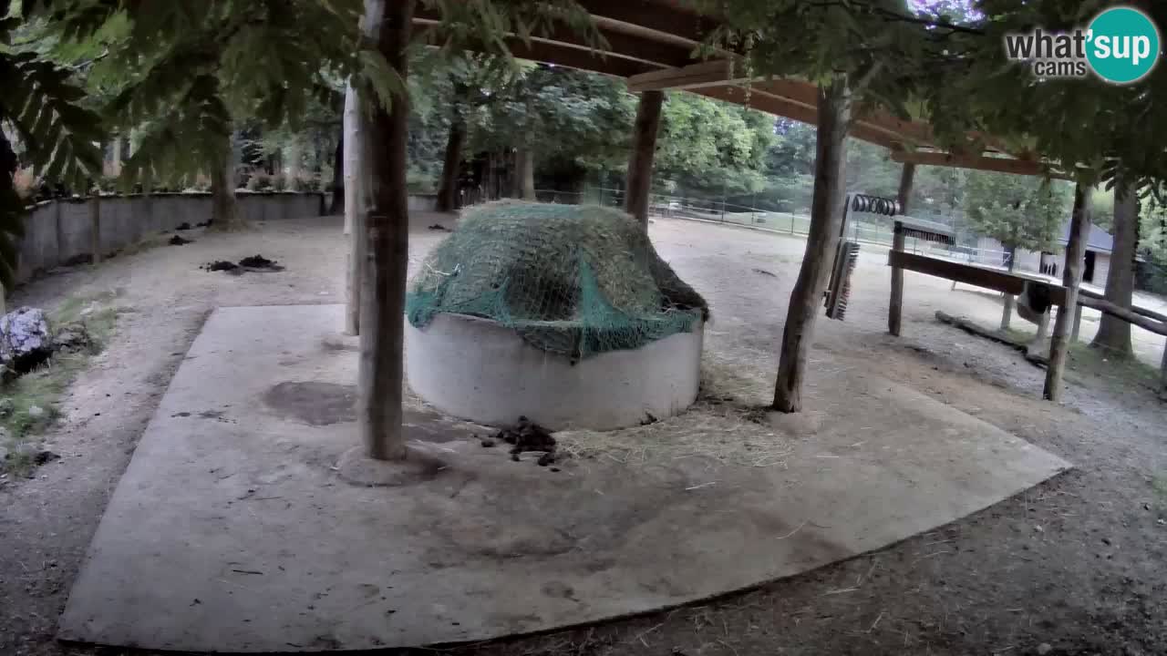 Live Webcam Zebras in Ljubljana ZOO – Slowenien