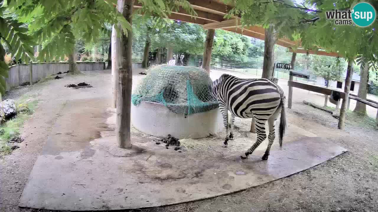 Live webcam Zebras in Ljubljana ZOO – Slovenia