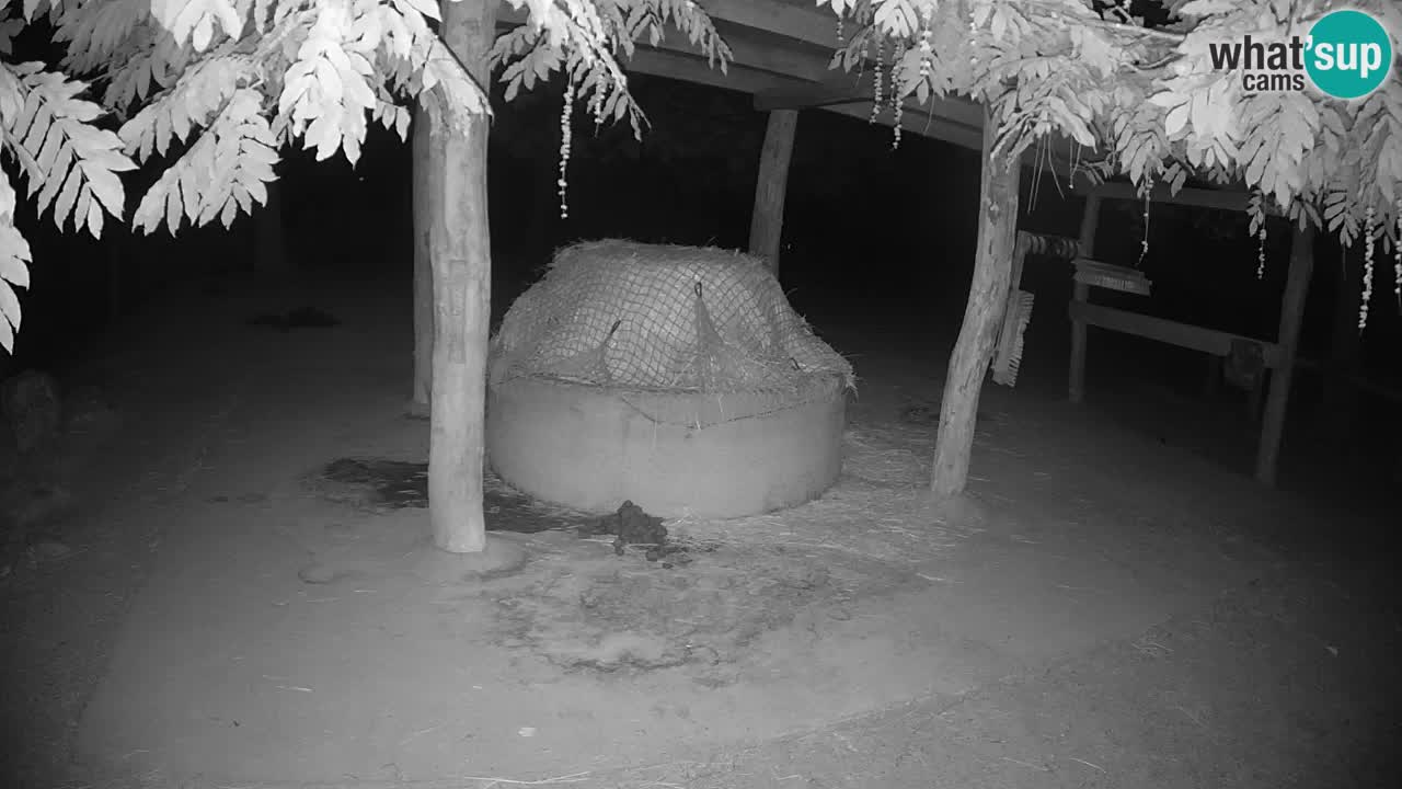 Live webcam Zebras in Ljubljana ZOO – Slovenia