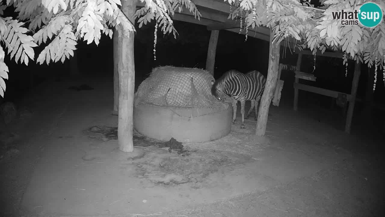 Live webcam Zebras in Ljubljana ZOO – Slovenia