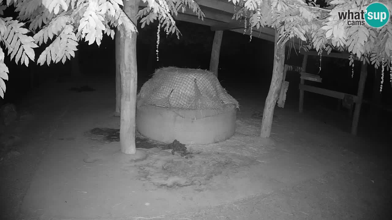 Live Webcam Zebras in Ljubljana ZOO – Slowenien