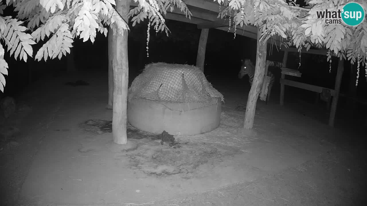 Live Webcam Zebras in Ljubljana ZOO – Slowenien