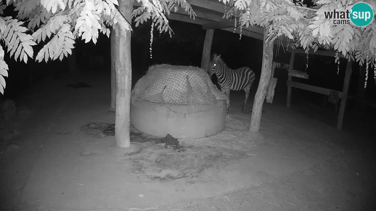 Le Zebre nello ZOO di Ljubljana – Slovenia Live webcam