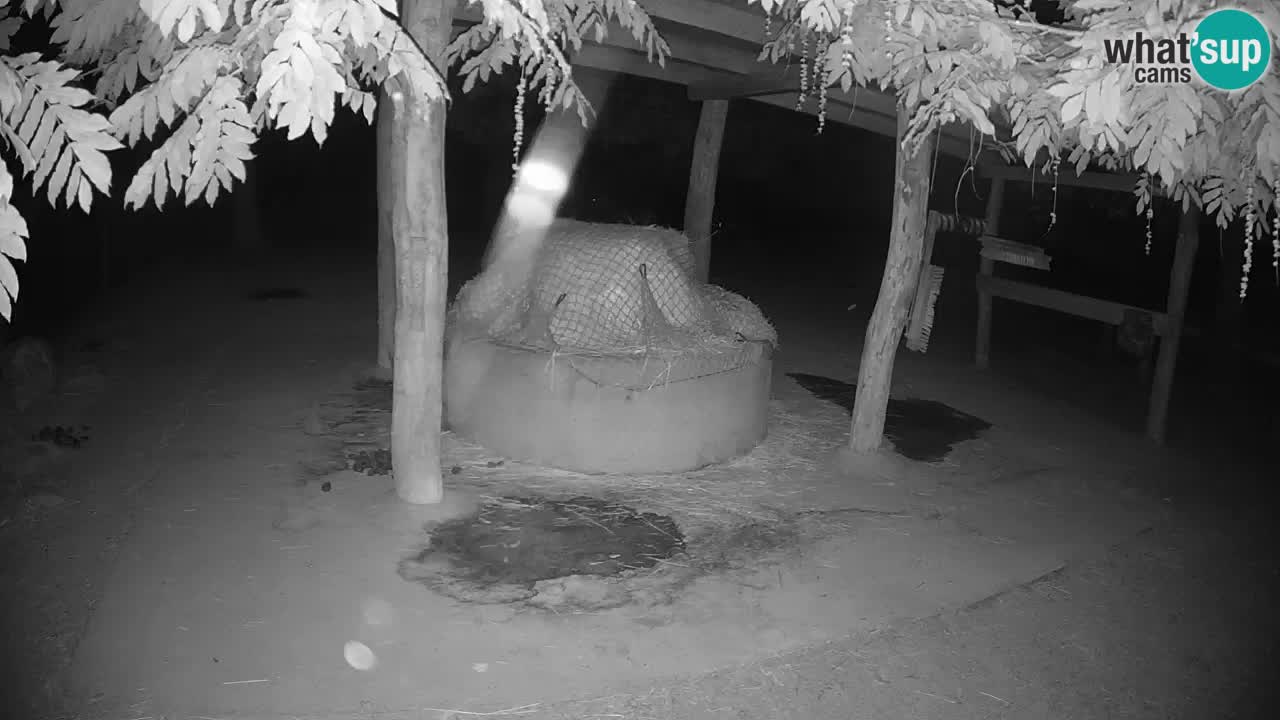 Zebre v živo v živalskem vrtu Ljubljana ZOO spletne kamere
