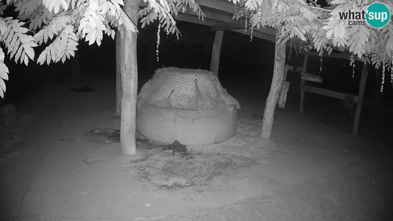 Live webcam Zebras in Ljubljana ZOO – Slovenia