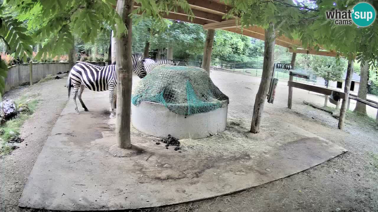 Live webcam Les zèbres in Ljubljana ZOO – Slovénie