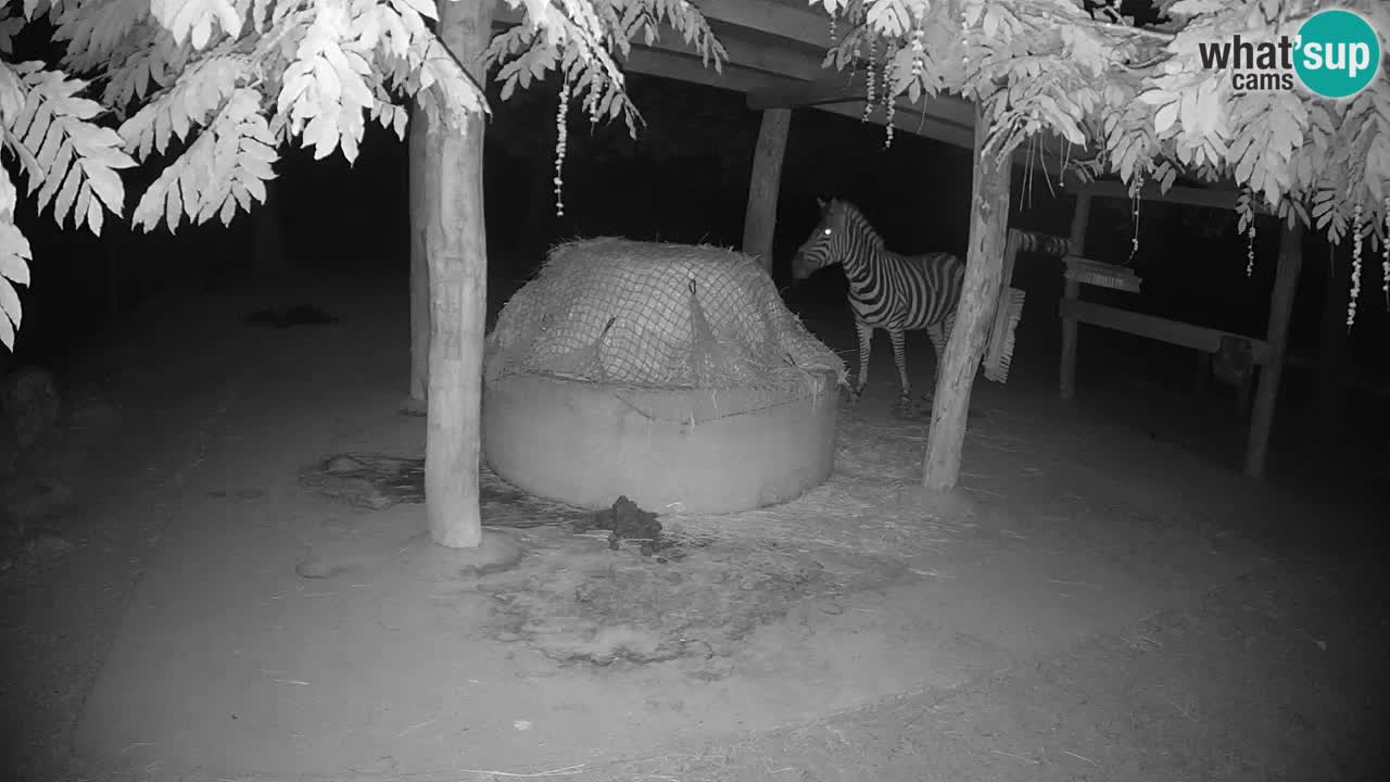 Live Webcam Zebras in Ljubljana ZOO – Slowenien