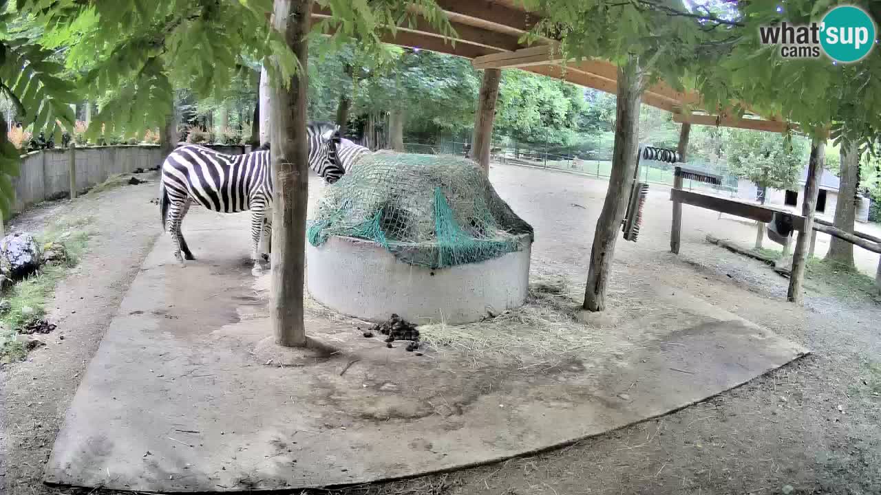 Zebre v živo v živalskem vrtu Ljubljana ZOO spletne kamere