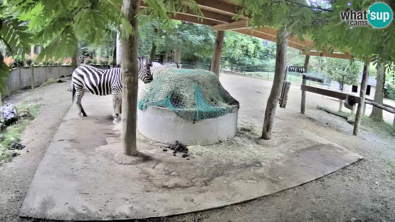 Camera en vivo Cebras in Ljubljana ZOO – Eslovenia