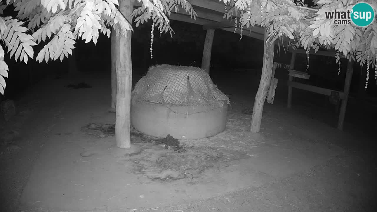 Camera en vivo Cebras in Ljubljana ZOO – Eslovenia