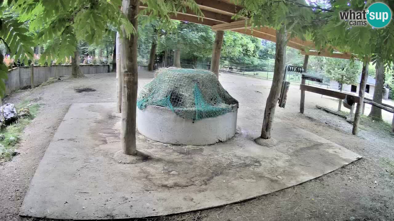 Zebre v živo v živalskem vrtu Ljubljana ZOO spletne kamere