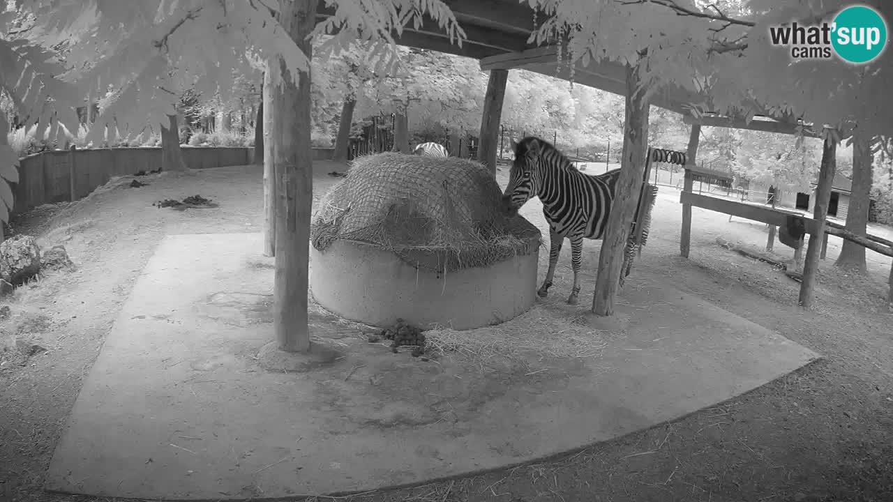 Live Webcam Zebras in Ljubljana ZOO – Slowenien