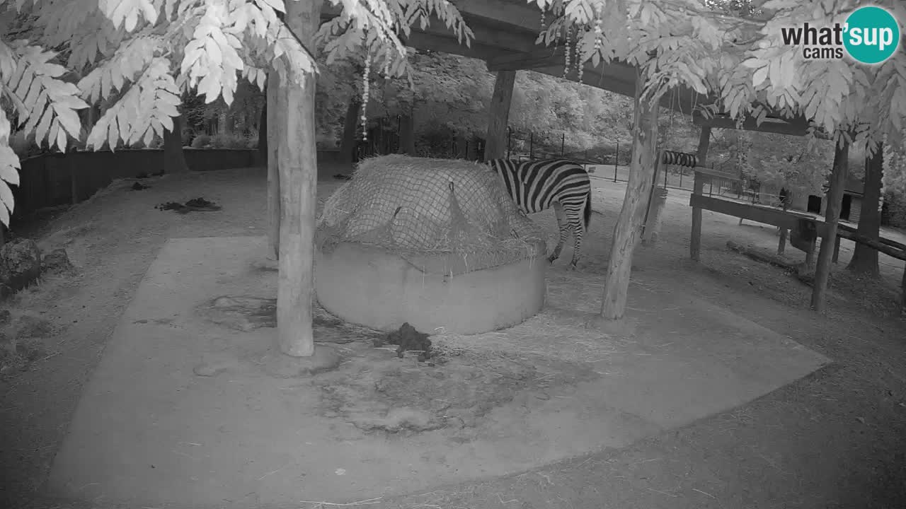Live Webcam Zebras in Ljubljana ZOO – Slowenien
