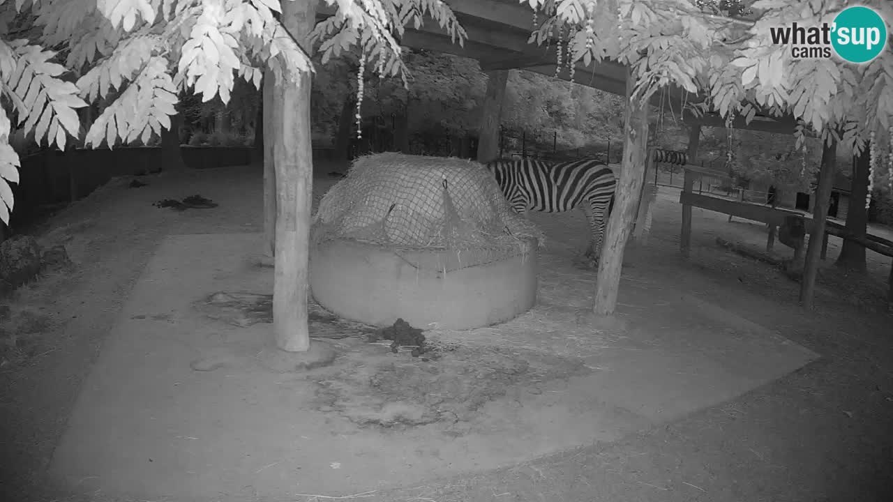Zebre v živo v živalskem vrtu Ljubljana ZOO spletne kamere