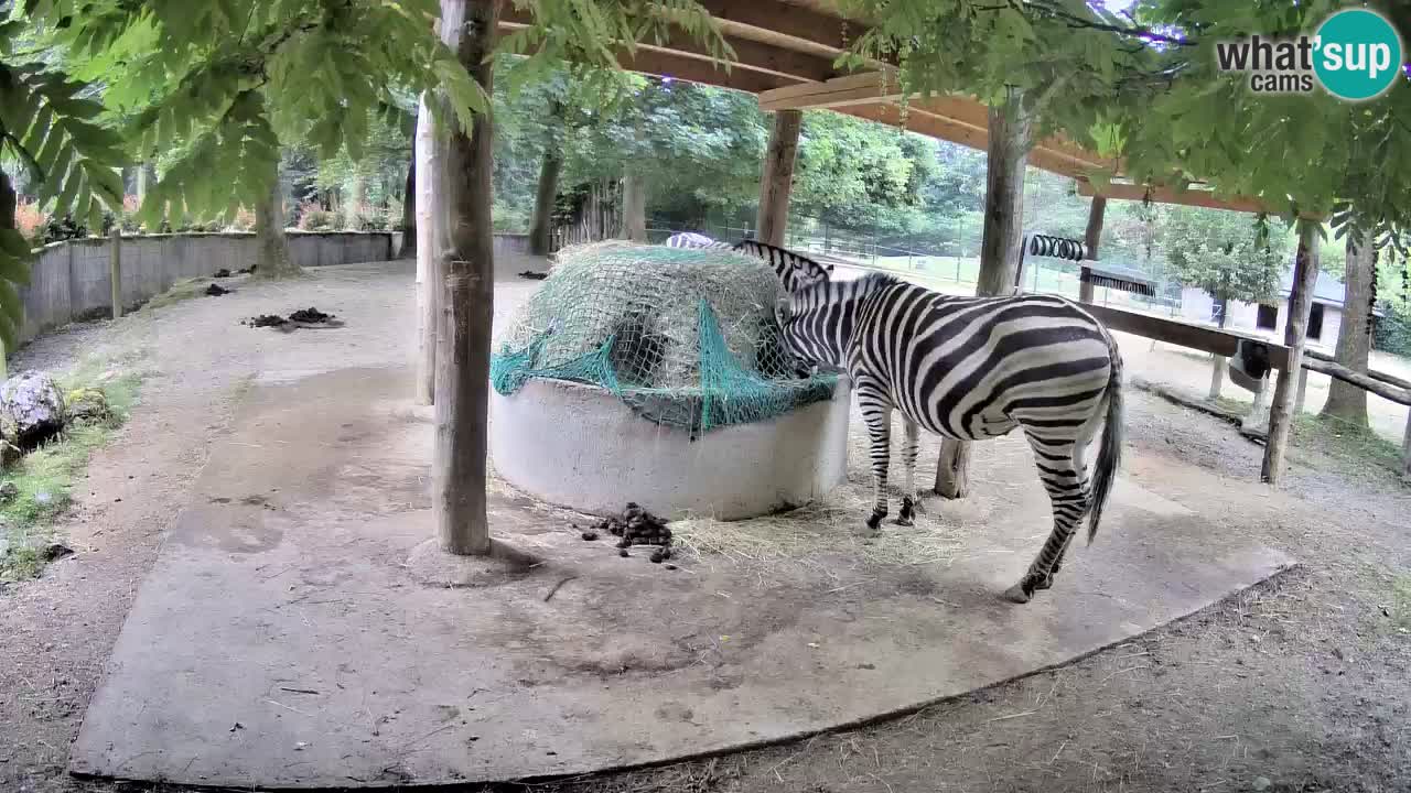 Le Zebre nello ZOO di Ljubljana – Slovenia Live webcam