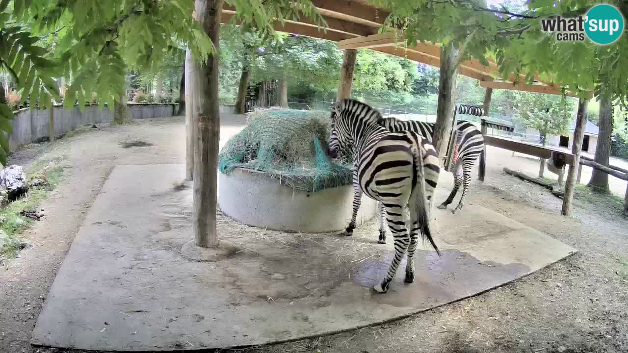 Camera en vivo Cebras in Ljubljana ZOO – Eslovenia
