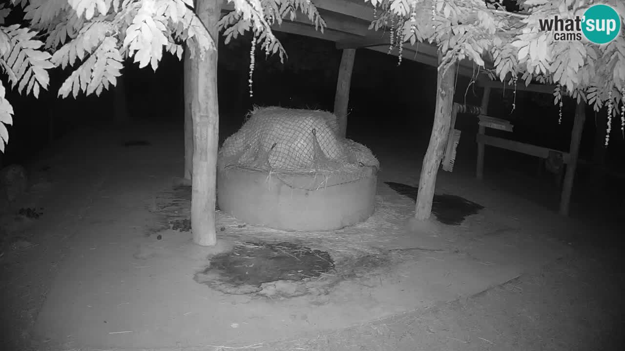 Live webcam Zebras in Ljubljana ZOO – Slovenia
