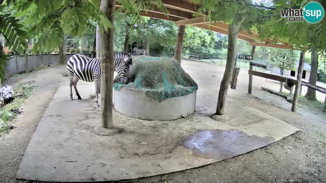 Le Zebre nello ZOO di Ljubljana – Slovenia Live webcam