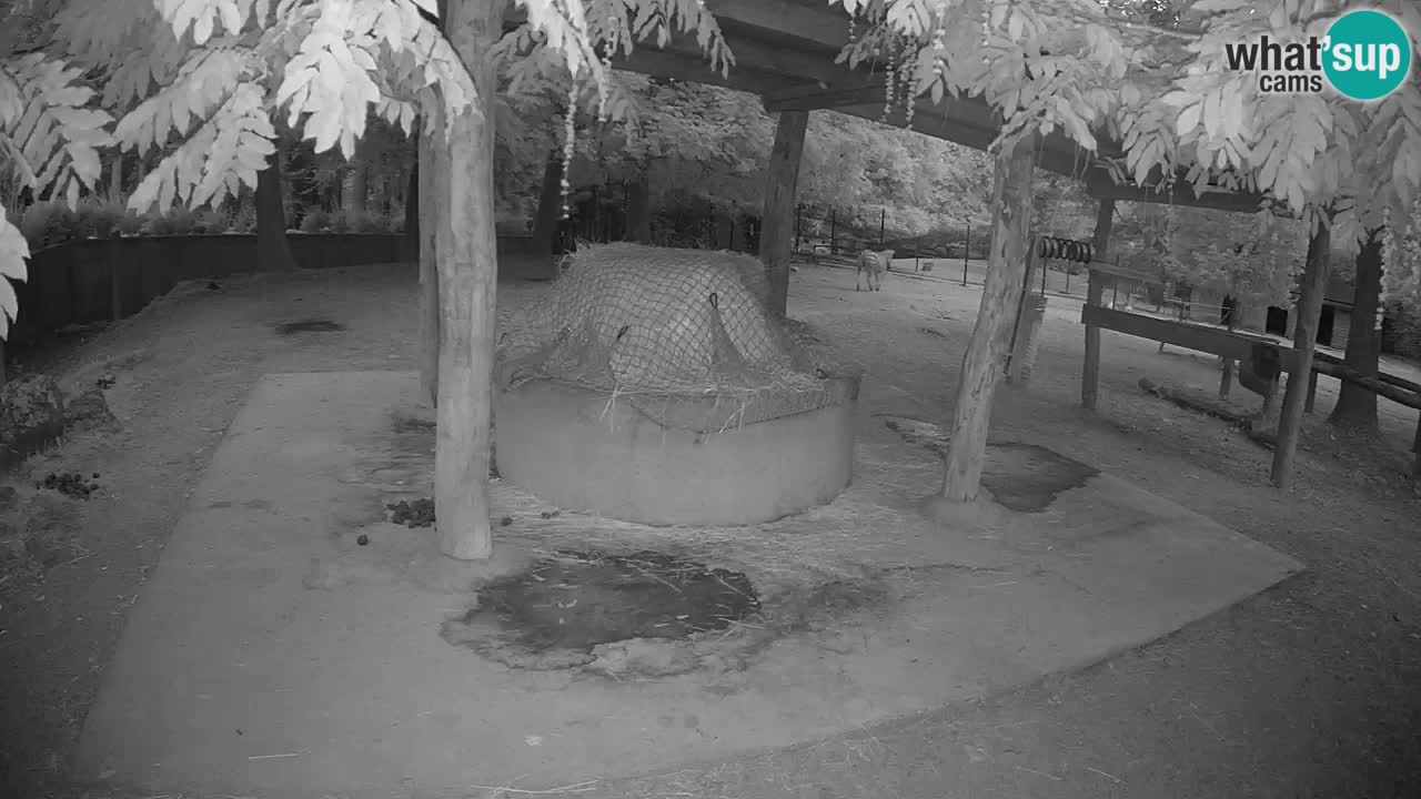 Zebre v živo v živalskem vrtu Ljubljana ZOO spletne kamere