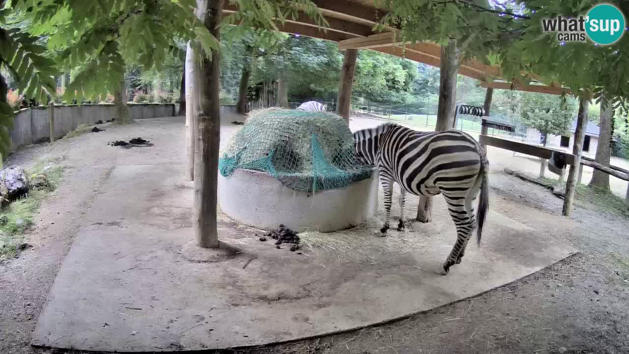 Web kamera uživo Zebras u ZOO Ljubljana – Slovenija
