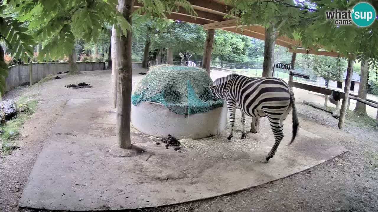 Live Webcam Zebras in Ljubljana ZOO – Slowenien