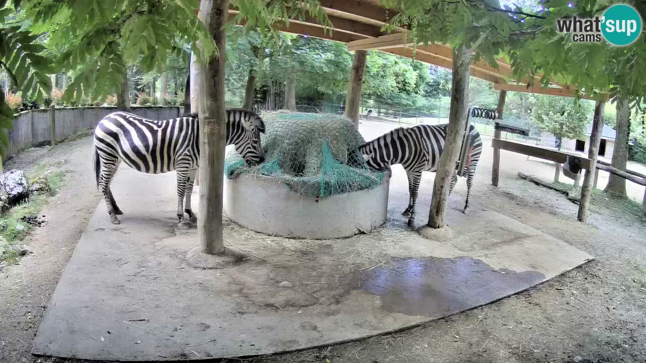 Le Zebre nello ZOO di Ljubljana – Slovenia Live webcam