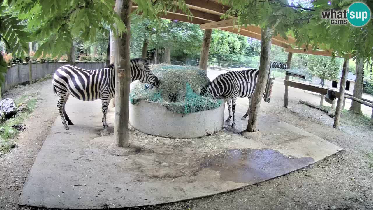 Zebre v živo v živalskem vrtu Ljubljana ZOO spletne kamere