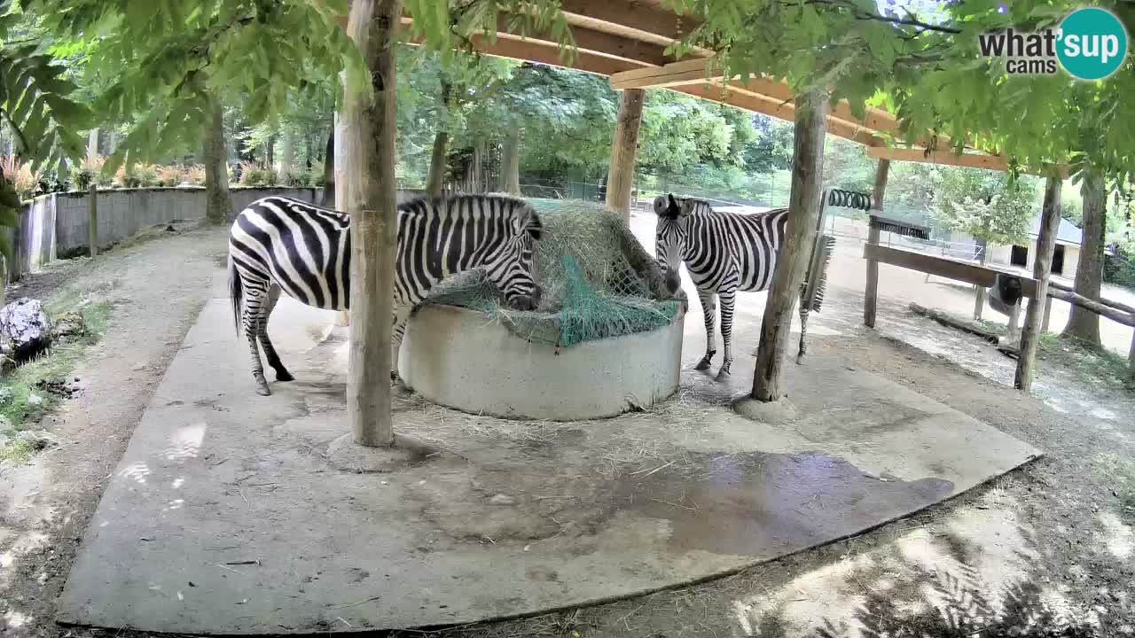 Live webcam Les zèbres in Ljubljana ZOO – Slovénie