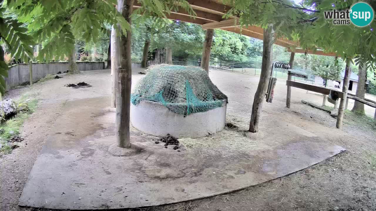 Camera en vivo Cebras in Ljubljana ZOO – Eslovenia