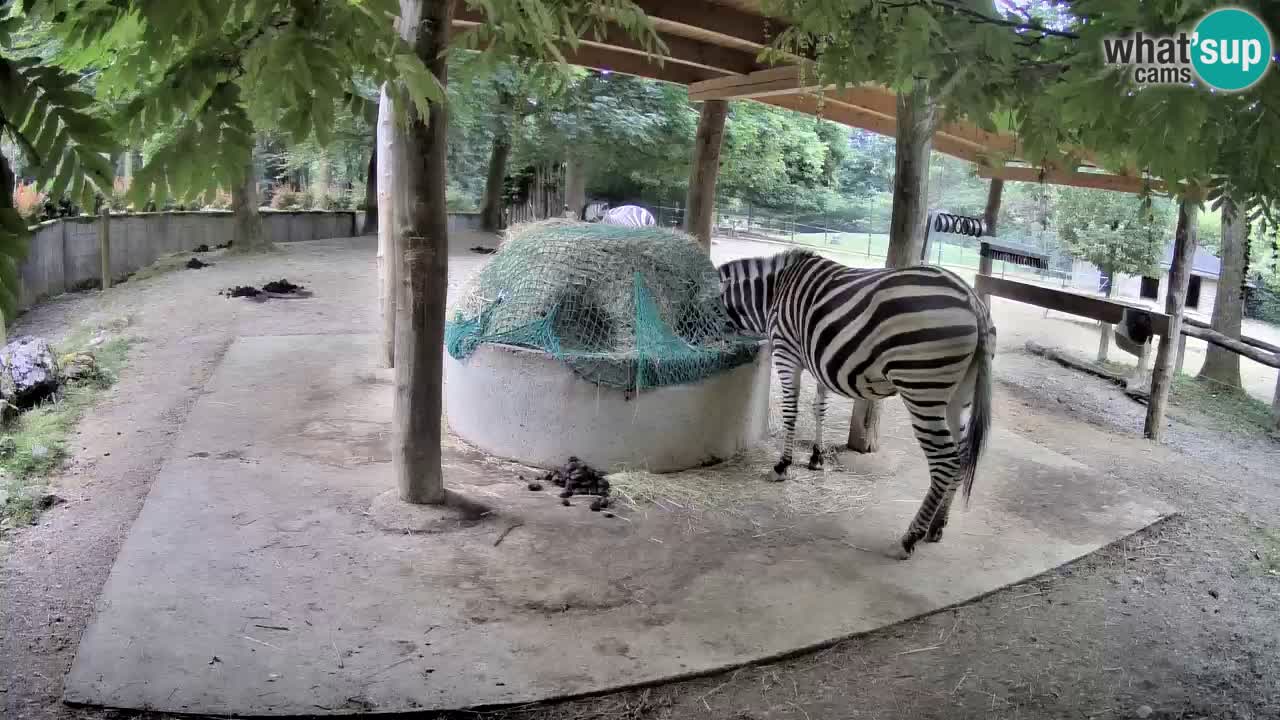 Zebre v živo v živalskem vrtu Ljubljana ZOO spletne kamere