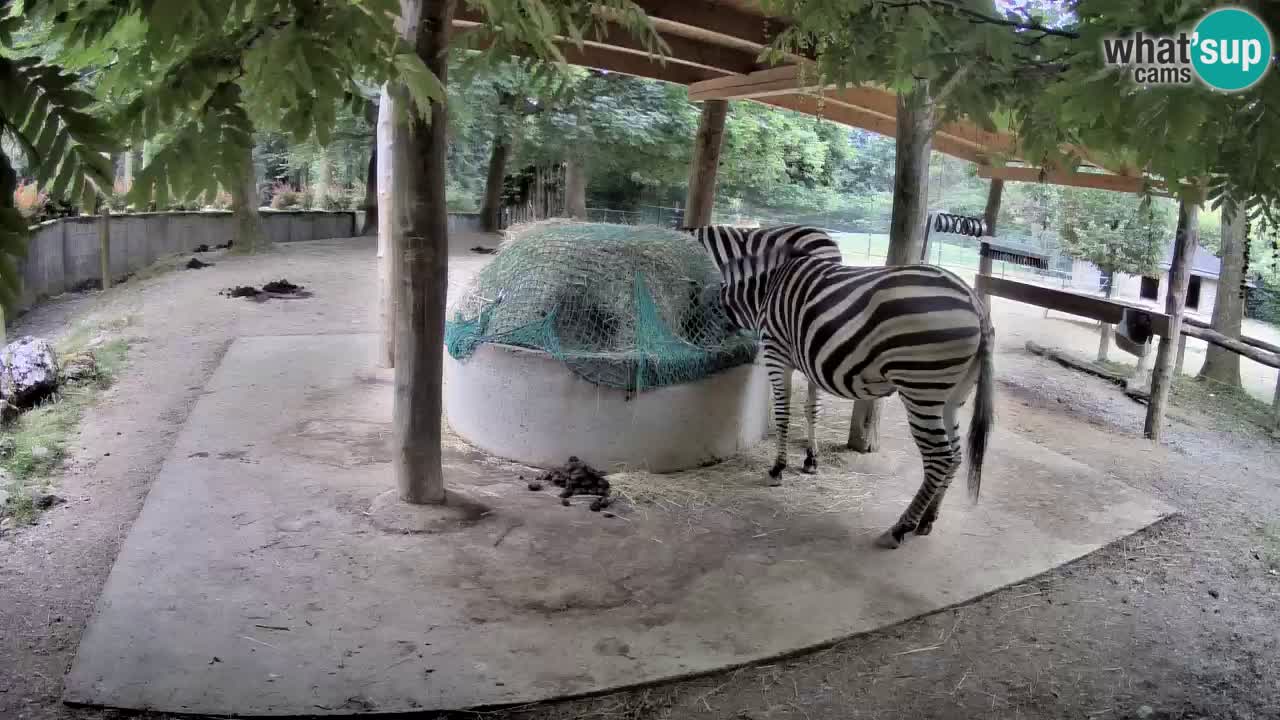 Le Zebre nello ZOO di Ljubljana – Slovenia Live webcam