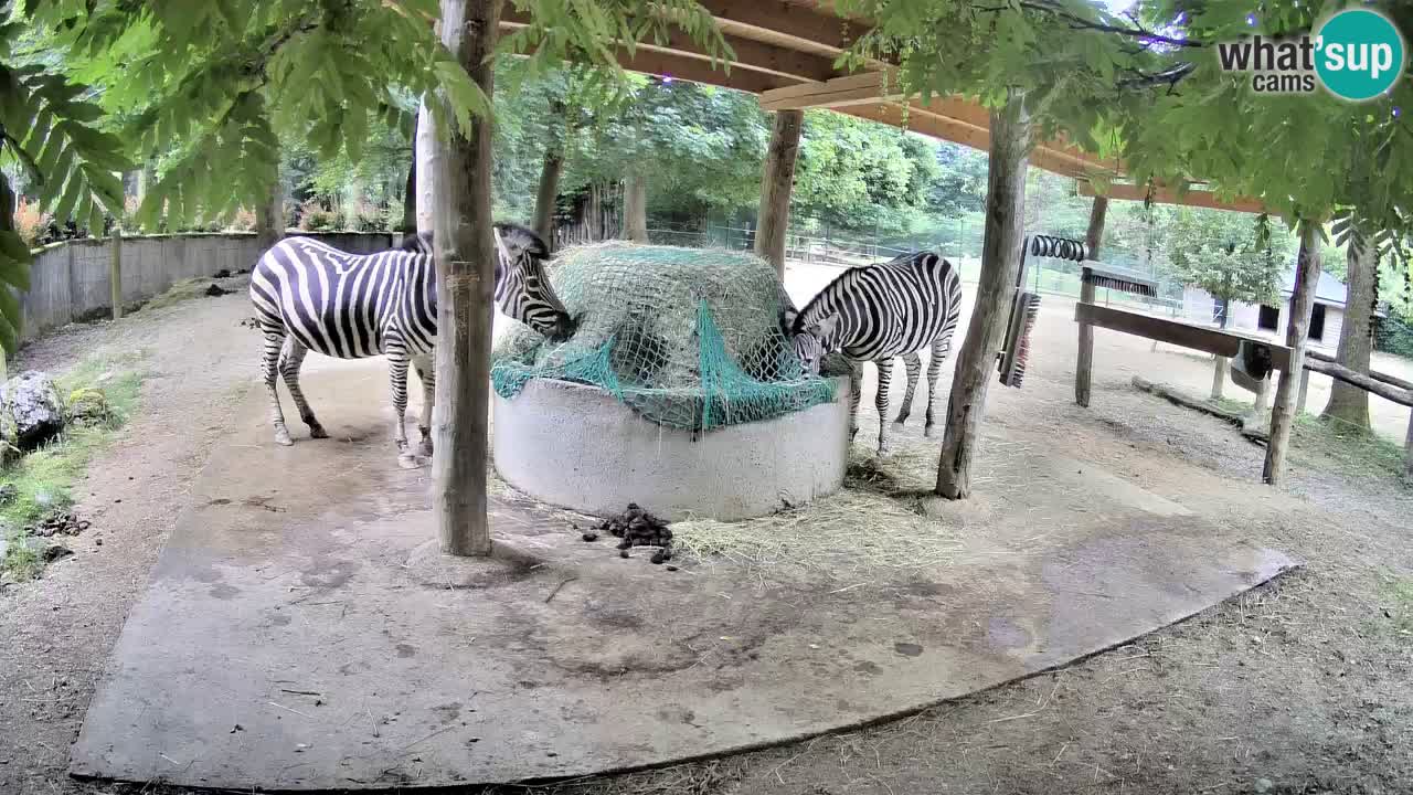Le Zebre nello ZOO di Ljubljana – Slovenia Live webcam