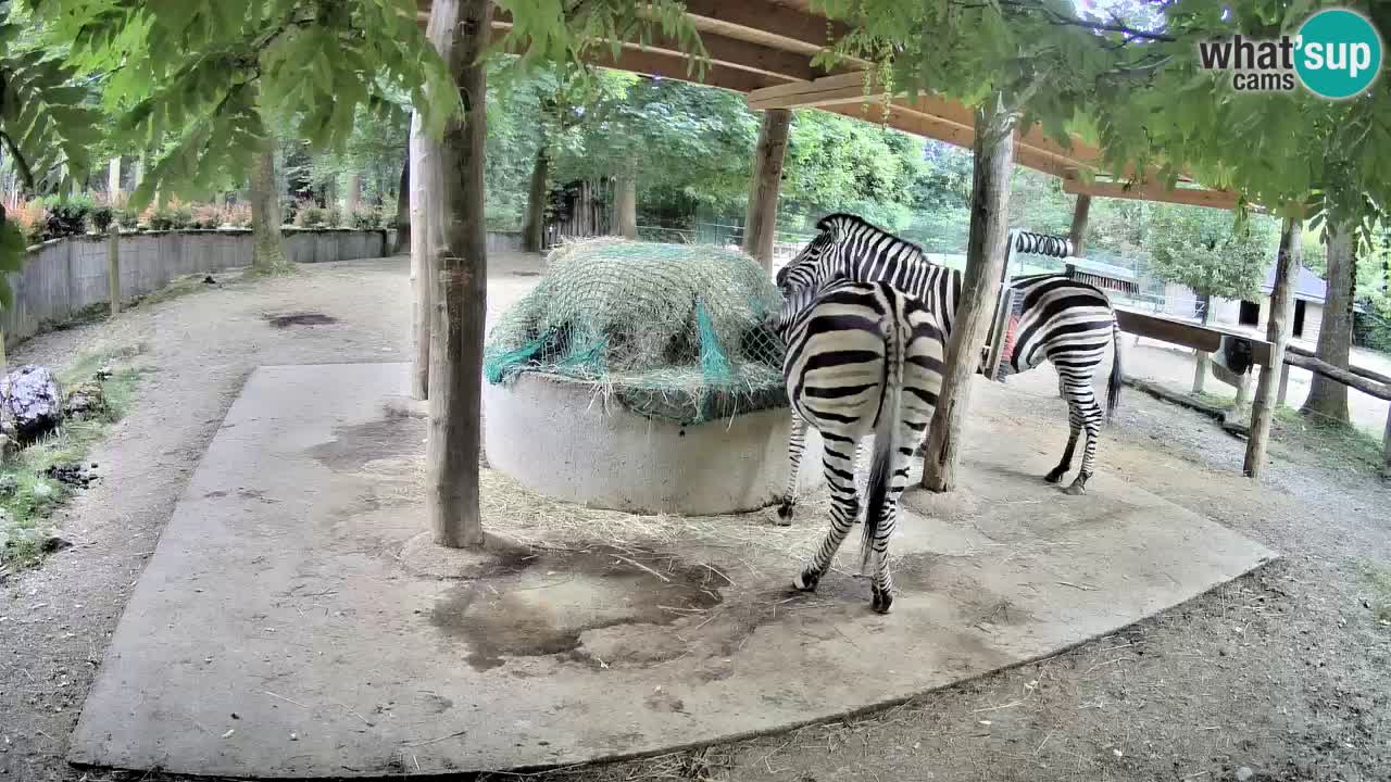 Web kamera uživo Zebras u ZOO Ljubljana – Slovenija