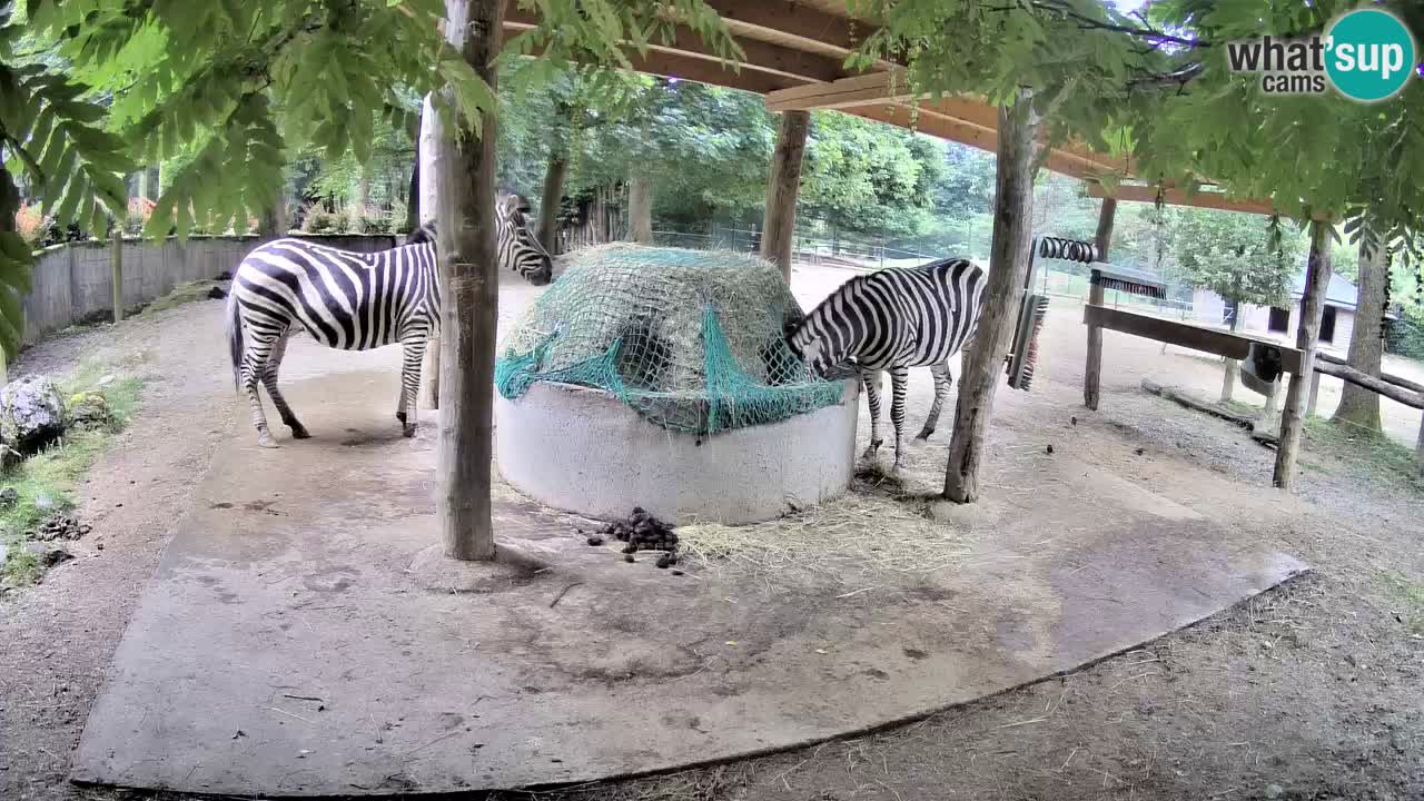 Camera en vivo Cebras in Ljubljana ZOO – Eslovenia