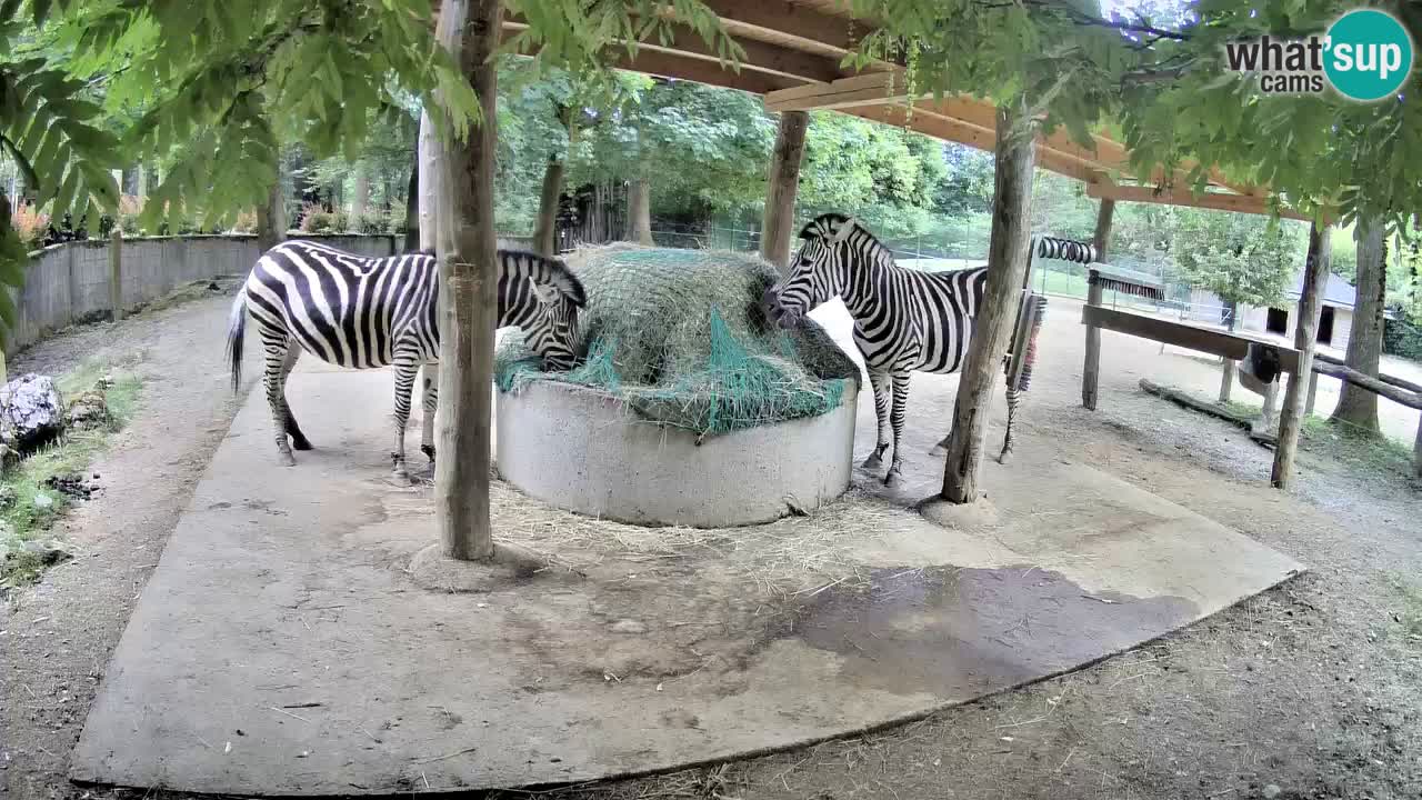 Zebre v živo v živalskem vrtu Ljubljana ZOO spletne kamere