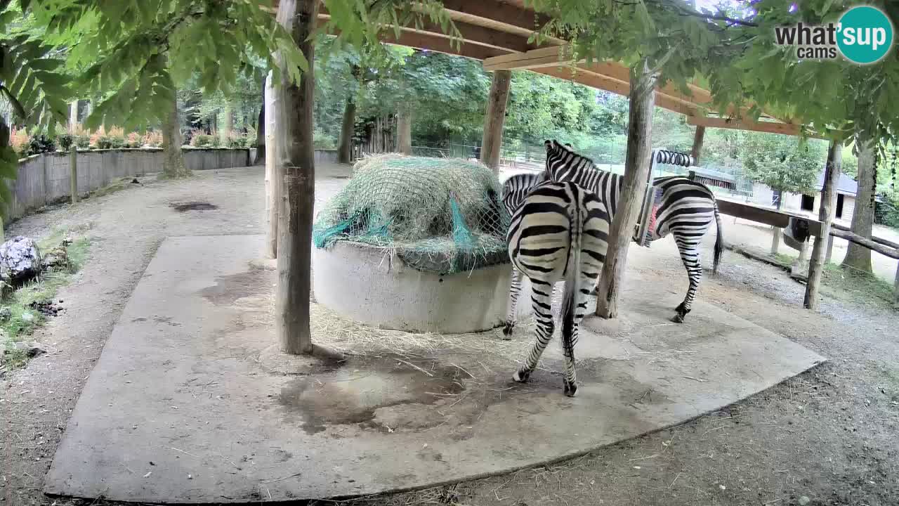 Live Webcam Zebras in Ljubljana ZOO – Slowenien