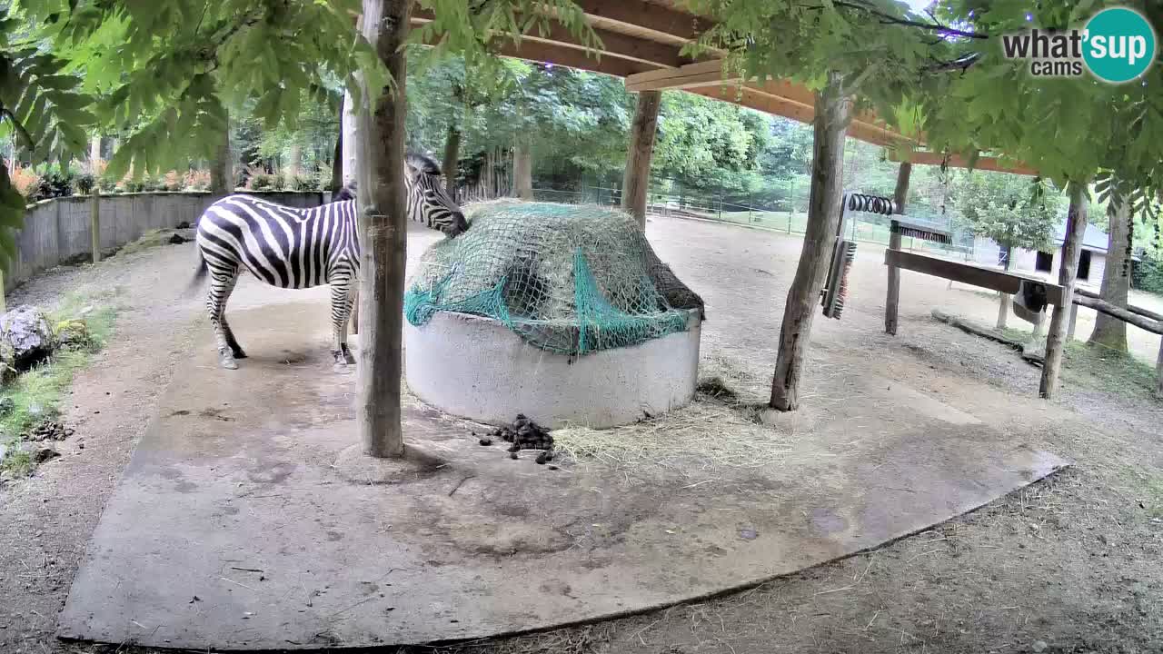 Web kamera uživo Zebras u ZOO Ljubljana – Slovenija