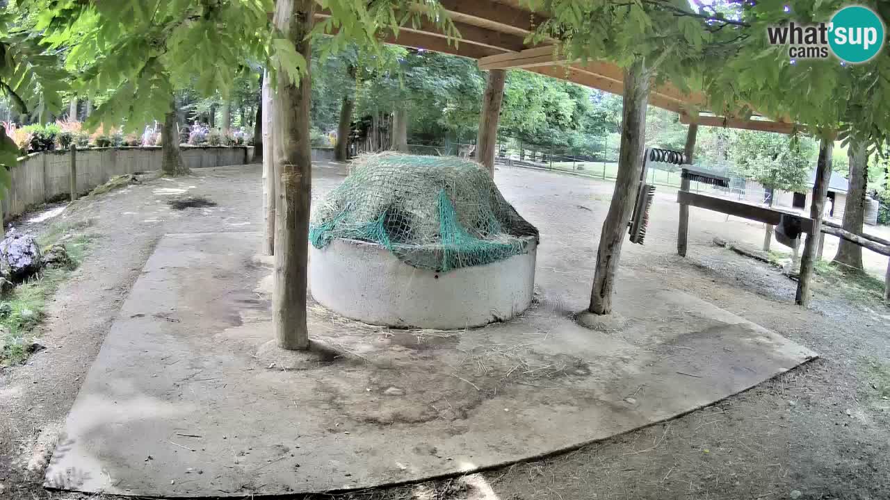 Camera en vivo Cebras in Ljubljana ZOO – Eslovenia