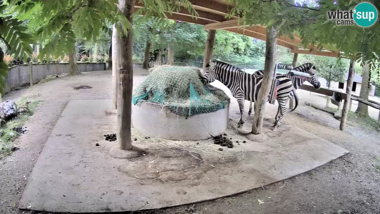 Live webcam Les zèbres in Ljubljana ZOO – Slovénie