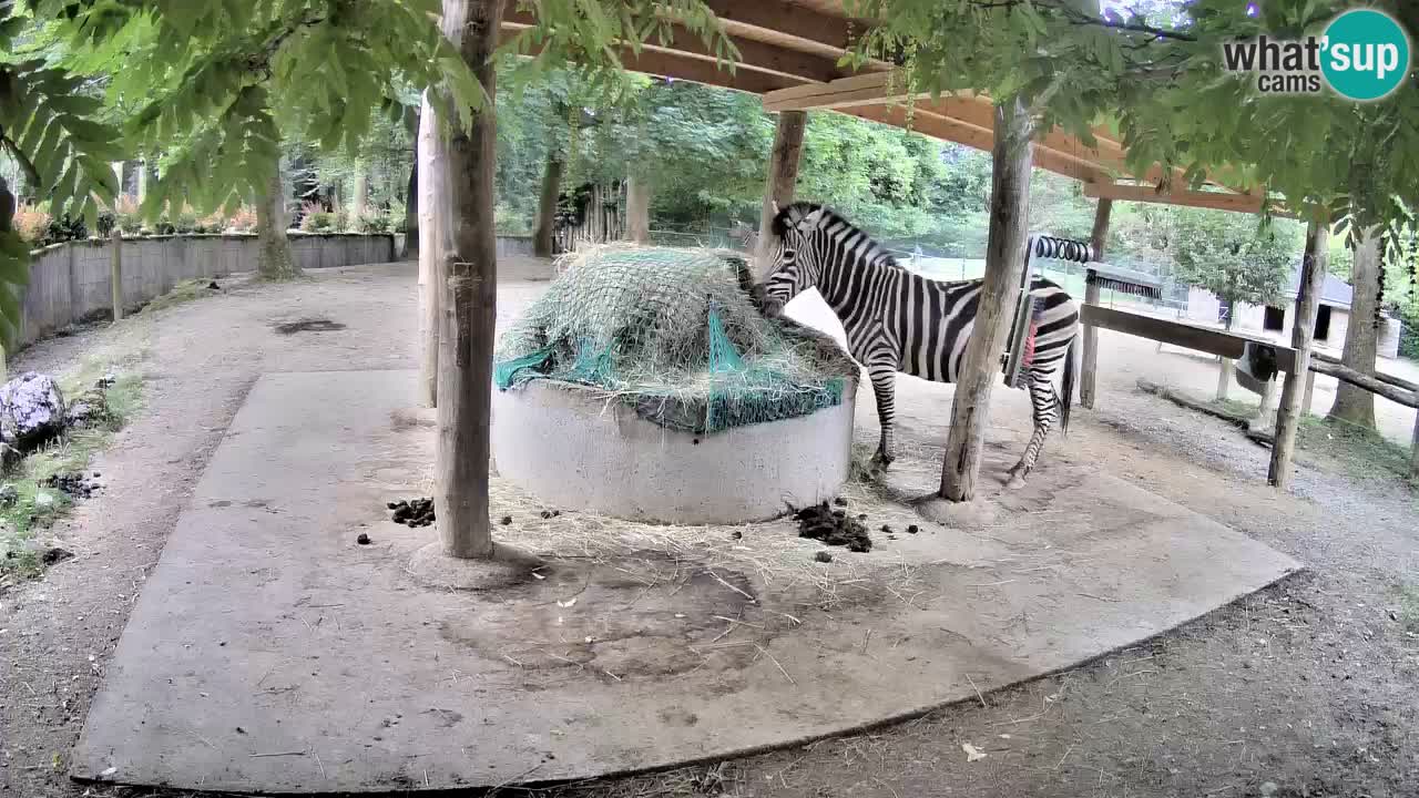 Zebre v živo v živalskem vrtu Ljubljana ZOO spletne kamere